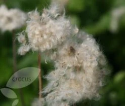 Anemone Hupehensis 'Hadspen Abundance' -Ever Bloom Gardens pl0000002459 card4 lg