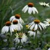 Echinacea Purpurea 'White Swan' -Ever Bloom Gardens pl0000002725
