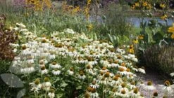 Echinacea Purpurea 'White Swan' -Ever Bloom Gardens pl0000002725 card2 lg