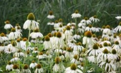 Echinacea Purpurea 'White Swan' -Ever Bloom Gardens pl0000002725 card5 lg