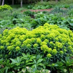 Euphorbia Palustris 8 Euphorbia Palustris -Ever Bloom Gardens pl0000002794 card2 lg