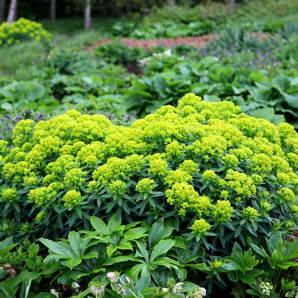 Euphorbia Palustris 4 Euphorbia Palustris - Image 2