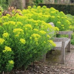 Euphorbia Palustris 10 Euphorbia Palustris -Ever Bloom Gardens pl0000002794 card4 lg