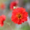 Geum 'Mrs J. Bradshaw' -Ever Bloom Gardens pl0000002874