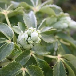 Helleborus × Sternii -Ever Bloom Gardens pl0000002918 card3 lg