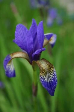 Iris 'Tropic Night' -Ever Bloom Gardens pl0000003109 card4 lg