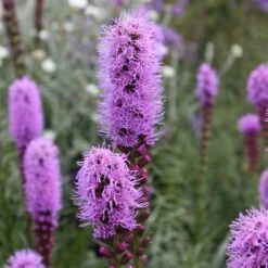 Liatris Spicata 'Kobold'