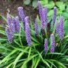 Liriope Muscari -Ever Bloom Gardens pl0000003173