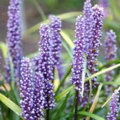 Liriope Muscari -Ever Bloom Gardens pl0000003173 card2 lg