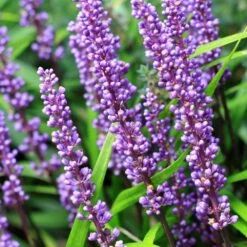 Liriope Muscari -Ever Bloom Gardens pl0000003173 card5 lg