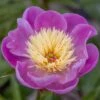 Paeonia Lactiflora 'Bowl Of Beauty' -Ever Bloom Gardens pl0000003290