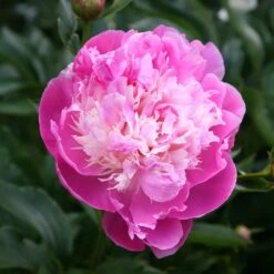 Paeonia Lactiflora 'Bowl Of Beauty' -Ever Bloom Gardens pl0000003290 card3 lg