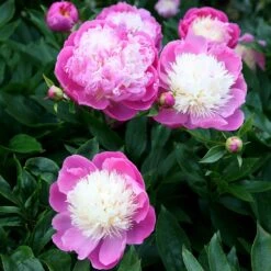Paeonia Lactiflora 'Bowl Of Beauty' -Ever Bloom Gardens pl0000003290 card5 lg