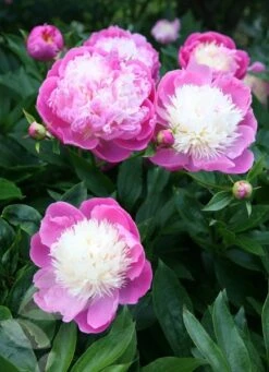 Paeonia Lactiflora 'Bowl Of Beauty' -Ever Bloom Gardens pl0000003290 card6 lg
