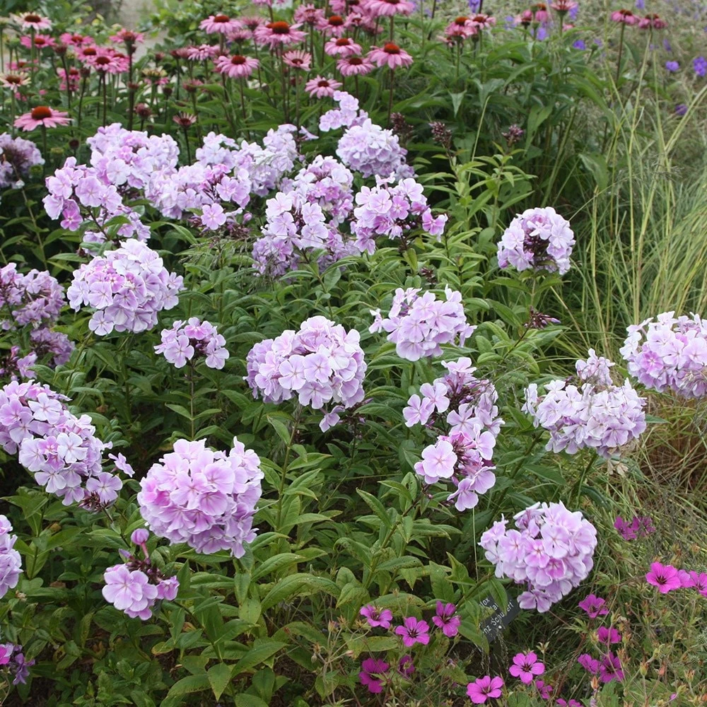 Phlox Paniculata 'Franz Schubert' 4 Phlox Paniculata 'Franz Schubert' - Image 2