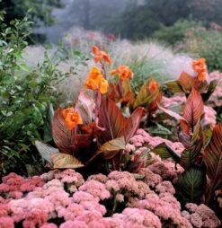 Hylotelephium 'Matrona' 8 Hylotelephium 'Matrona' -Ever Bloom Gardens pl0000003599 card3 lg