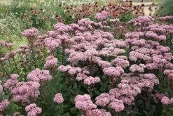 Hylotelephium 'Matrona' 9 Hylotelephium 'Matrona' -Ever Bloom Gardens pl0000003599 card4 lg