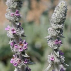 Stachys Byzantina 'Big Ears' 8 Stachys Byzantina 'Big Ears' -Ever Bloom Gardens pl0000003619 card3 lg