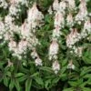 Tiarella 'Spring Symphony' (PBR) -Ever Bloom Gardens pl0000003654