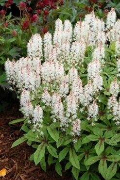 Tiarella 'Spring Symphony' (PBR) -Ever Bloom Gardens pl0000003654 card3 lg