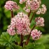 Darmera Peltata -Ever Bloom Gardens pl0000078140
