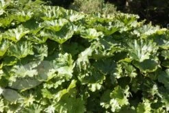 Darmera Peltata -Ever Bloom Gardens pl0000078140 card3 lg