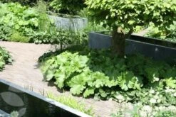 Darmera Peltata -Ever Bloom Gardens pl0000078140 card4 lg