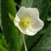 Helleborus × Hybridus Harvington White -Ever Bloom Gardens pl0000078249