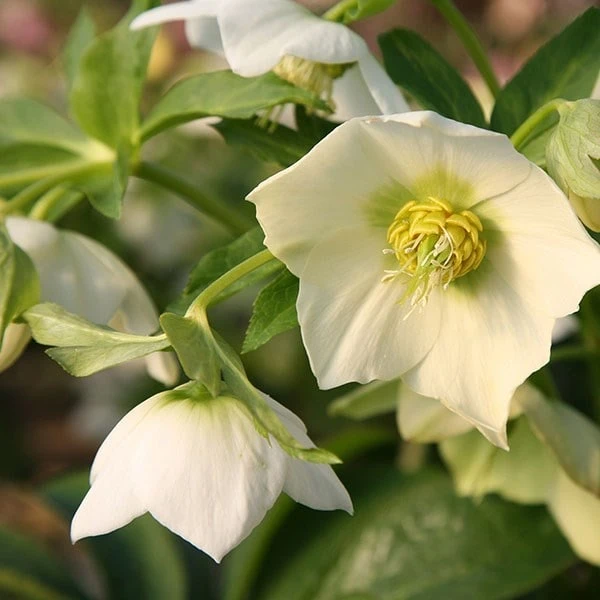 Helleborus × Hybridus Harvington White 4 Helleborus × Hybridus Harvington White - Image 2
