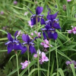 Iris 'Caesar's Brother' -Ever Bloom Gardens pl2000005271 card3 lg