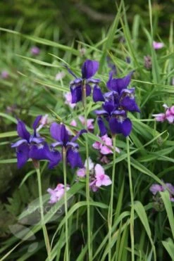 Iris 'Caesar's Brother' -Ever Bloom Gardens pl2000005271 card4 lg