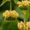 Phlomis Russeliana