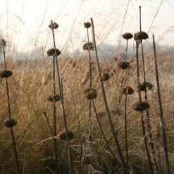 Phlomis Russeliana 10 Phlomis Russeliana -Ever Bloom Gardens pl2000005933 card3 lg
