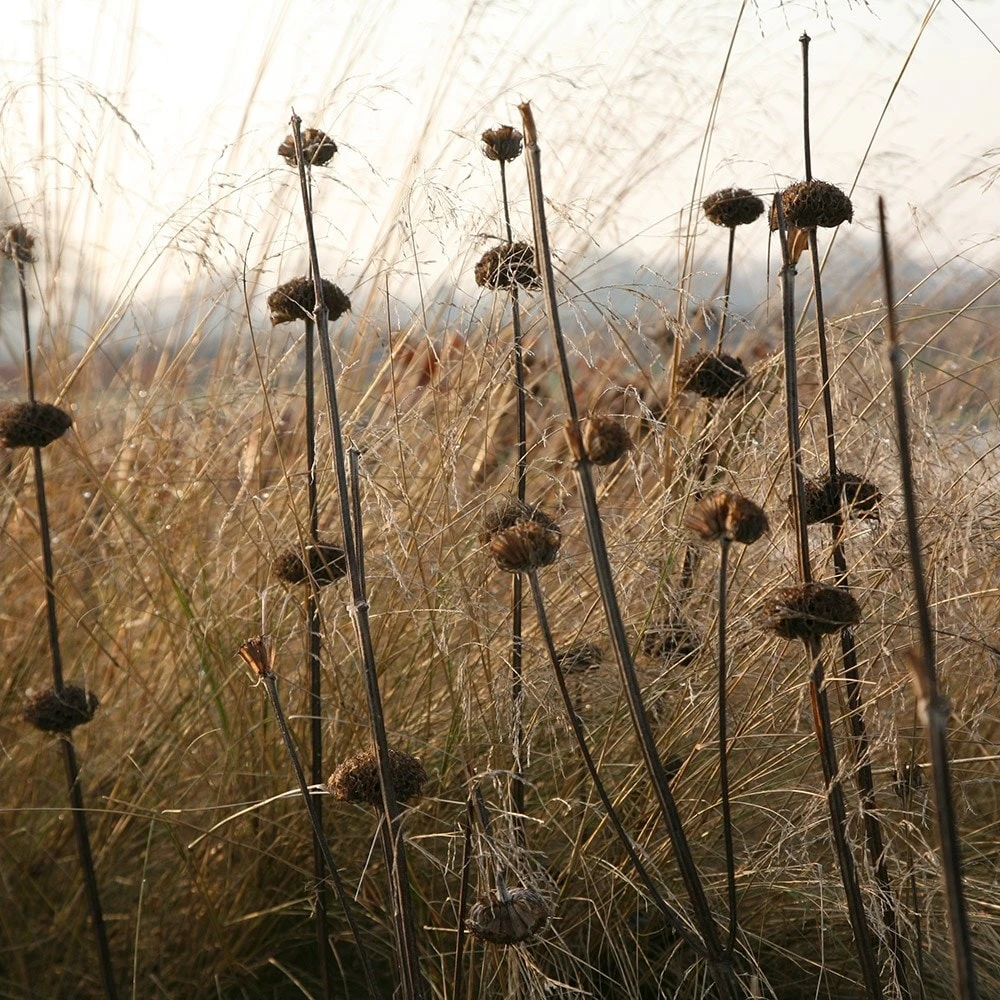 Phlomis Russeliana 5 Phlomis Russeliana - Image 3