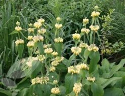 Phlomis Russeliana 13 Phlomis Russeliana -Ever Bloom Gardens pl2000005933 card6 lg