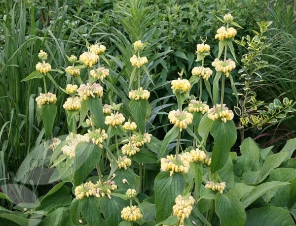 Phlomis Russeliana 8 Phlomis Russeliana - Image 6