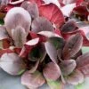 Bergenia 'Overture' -Ever Bloom Gardens pl2000009796