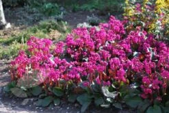 Bergenia 'Overture' -Ever Bloom Gardens pl2000009796 card4 lg