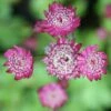 Astrantia Major 'Rubra' -Ever Bloom Gardens pl2000010595
