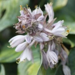 Hosta (Tardiana Group) 'June' -Ever Bloom Gardens pl2000010755 card3 lg