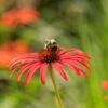 Echinacea 'Tomato Soup' (PBR) -Ever Bloom Gardens pl2000011202