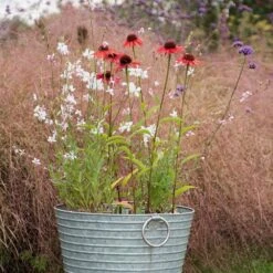 Oenothera Lindheimeri 'Whirling Butterflies' -Ever Bloom Gardens pl2000012365 card3 lg