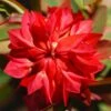 Euphorbia Griffithii 'Fireglow' -Ever Bloom Gardens pl2000012387