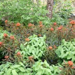 Euphorbia Griffithii 'Fireglow' -Ever Bloom Gardens pl2000012387 card2 lg