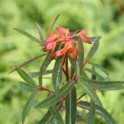 Euphorbia Griffithii 'Fireglow' -Ever Bloom Gardens pl2000012387 card3 lg