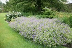 Geranium × Johnsonii 'Johnson's Blue' -Ever Bloom Gardens pl2000012646 card2 lg