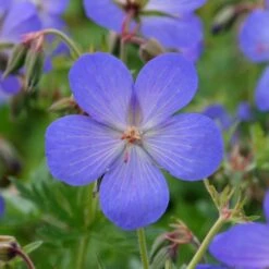 Geranium × Johnsonii 'Johnson's Blue' -Ever Bloom Gardens pl2000012646 card3 lg