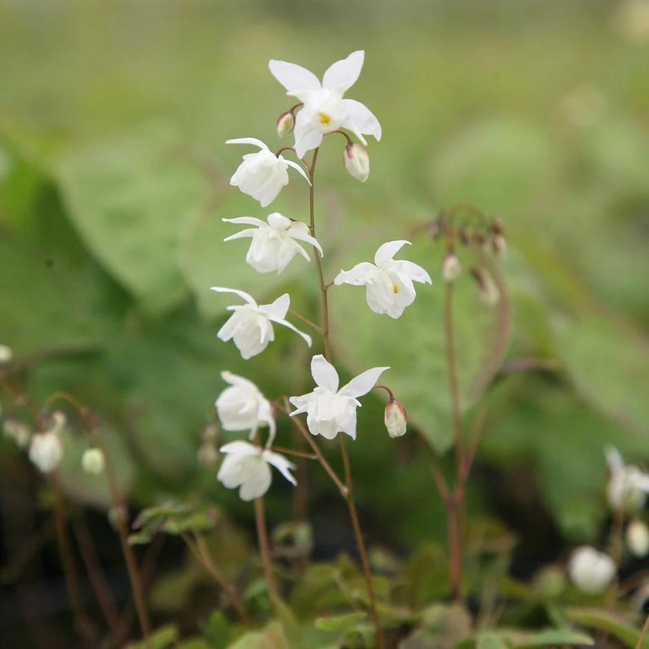 Epimedium × Youngianum 'Niveum' 3 Epimedium × Youngianum 'Niveum'