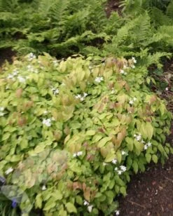 Epimedium × Youngianum 'Niveum' 6 Epimedium × Youngianum 'Niveum' -Ever Bloom Gardens pl2000012677 card3 lg