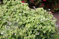 Epimedium × Youngianum 'Niveum' 7 Epimedium × Youngianum 'Niveum' -Ever Bloom Gardens pl2000012677 card4 lg